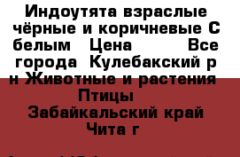 Индоутята взраслые чёрные и коричневые С белым › Цена ­ 450 - Все города, Кулебакский р-н Животные и растения » Птицы   . Забайкальский край,Чита г.